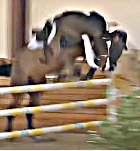 Rider Falls Off BUT Horse Finishes Competition On Its Own